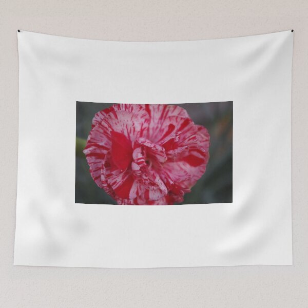 Item preview, FavouriteCarnation designed and sold by davidjc.