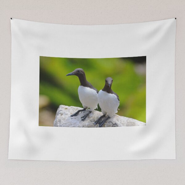 Item preview, Guillemots, Saltee Island, County Wexford, Ireland designed and sold by AndrewJonesFoto.