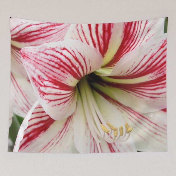 Item preview, White Hippeastrum designed and sold by melodyart.