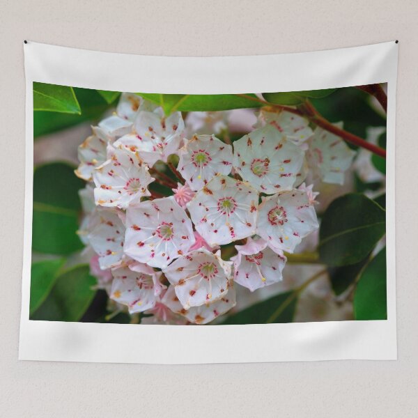 Item preview, Pennsylvania Mountain Laurel - Kalmia latifolia (as-is)  designed and sold by Gene Walls.