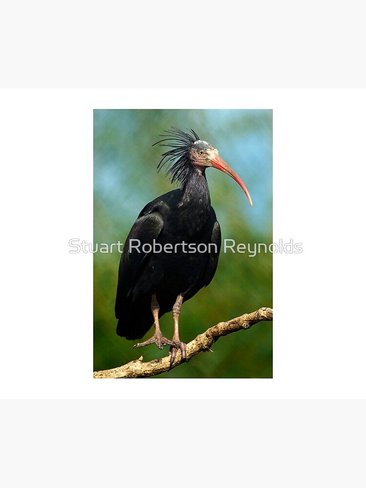 Ibis by Sparky2000