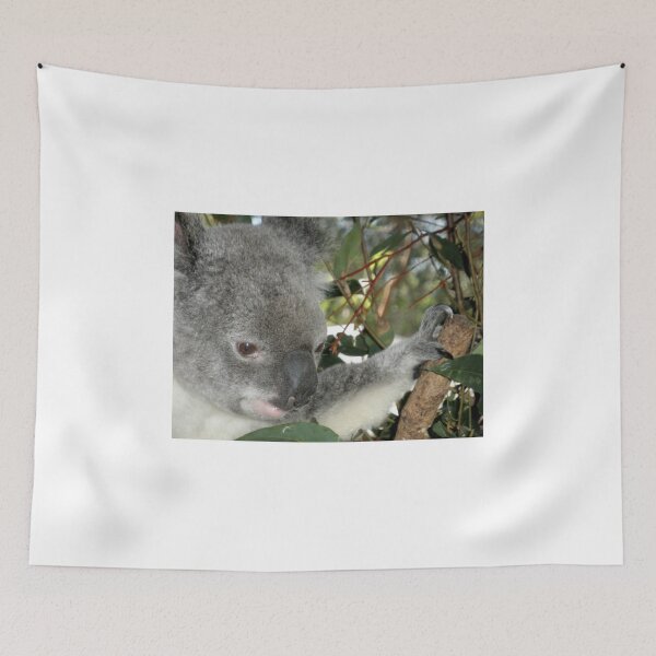 Item preview, Young Koala, Australia Zoo, Queensland, Australia. designed and sold by kaysharp.