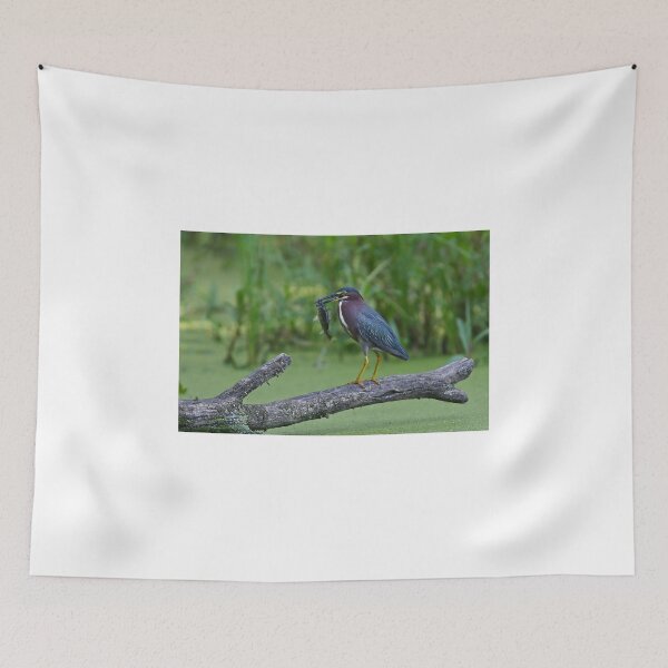 Item preview, Green Heron wins local fishing contest! designed and sold by James Cumming.