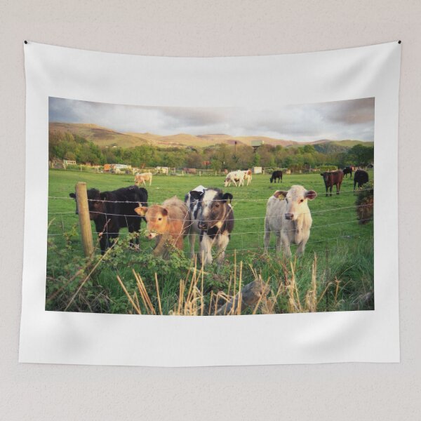 Item preview, Calves of Llanfairfechan designed and sold by Michael Haslam.