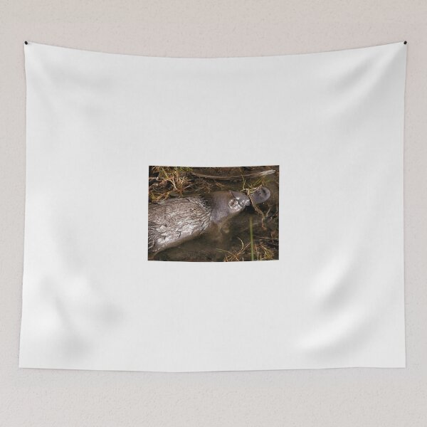 Item preview, Foraging Platypus, Cradle Mountain Road, Tasmania, Australia. designed and sold by kaysharp.