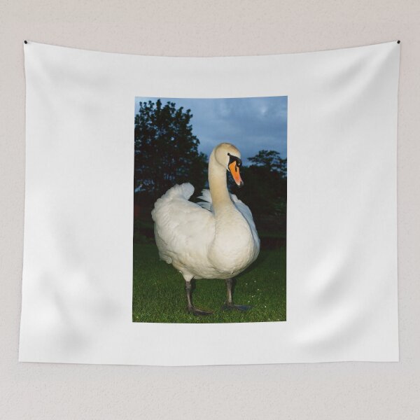 Item preview, Proud Swan designed and sold by Andy Beattie.