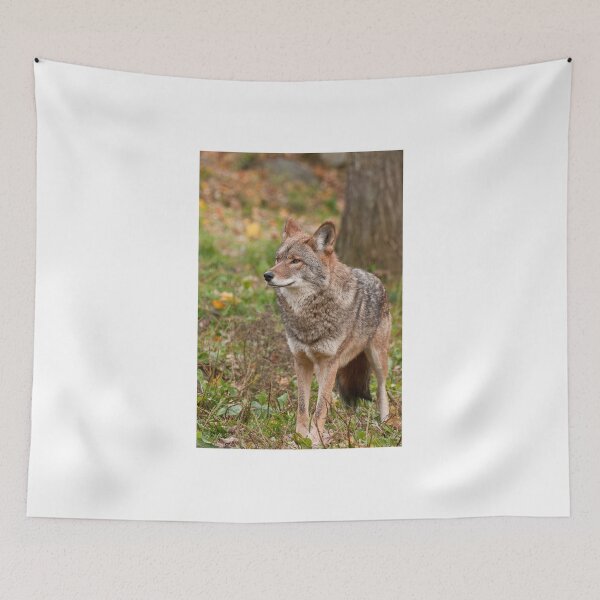Item preview, Coyote designed and sold by Tracey  Dryka.