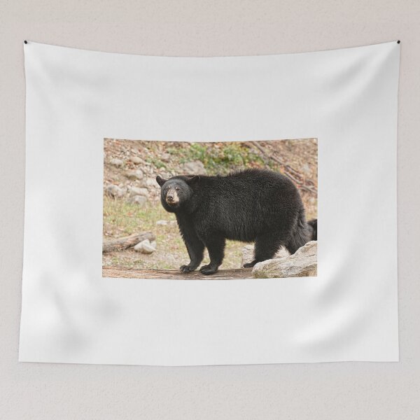 Item preview, Black bear - Parc Omega, Montebello, PQ designed and sold by Tracey  Dryka.