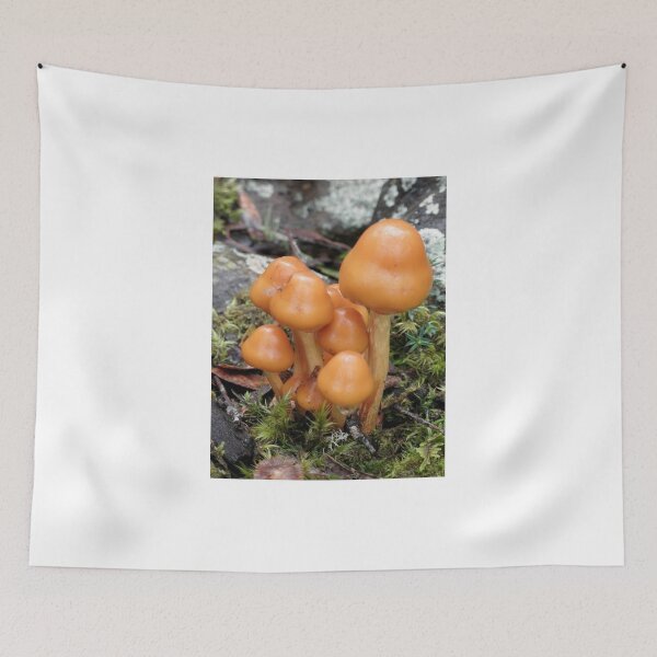 Item preview, Fairyland Toadstools, Cradle Mountain, Tasmania, Australia. designed and sold by kaysharp.