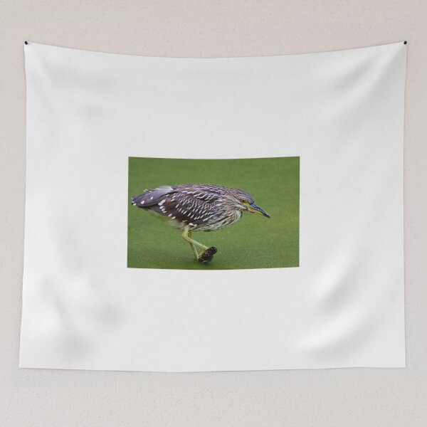 Item preview, Juvenile Black-crowned Night Heron designed and sold by James Cumming.
