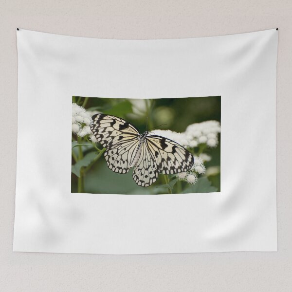 Artikelvorschau, Paper Kite Butterfly - Idea leuconoe entworfen und verkauft von Tracey Dryka.