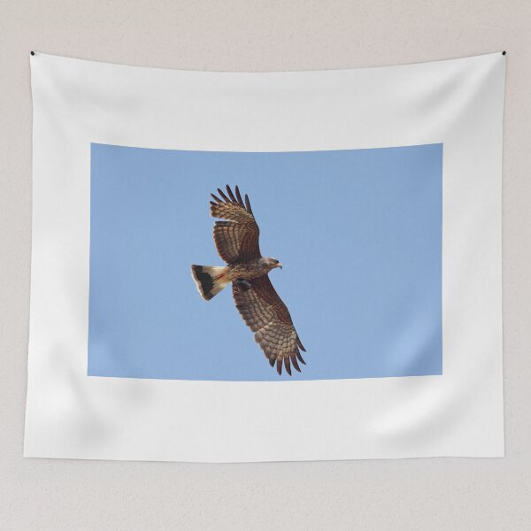 Item preview, Snail Kite designed and sold by kathy s gillentine.