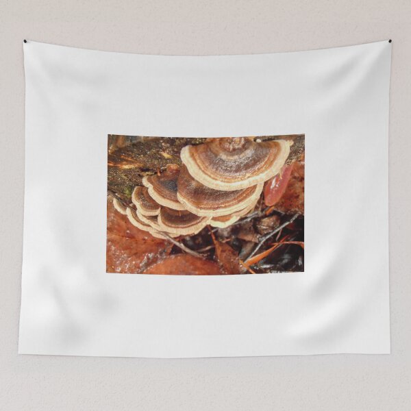 Item preview, Bracket Fungi, Cradle Mountain,Tasmania, Australia. designed and sold by kaysharp.