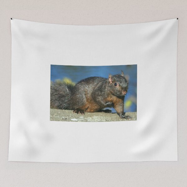 Item preview, Black Squirrel.... designed and sold by RichImage.