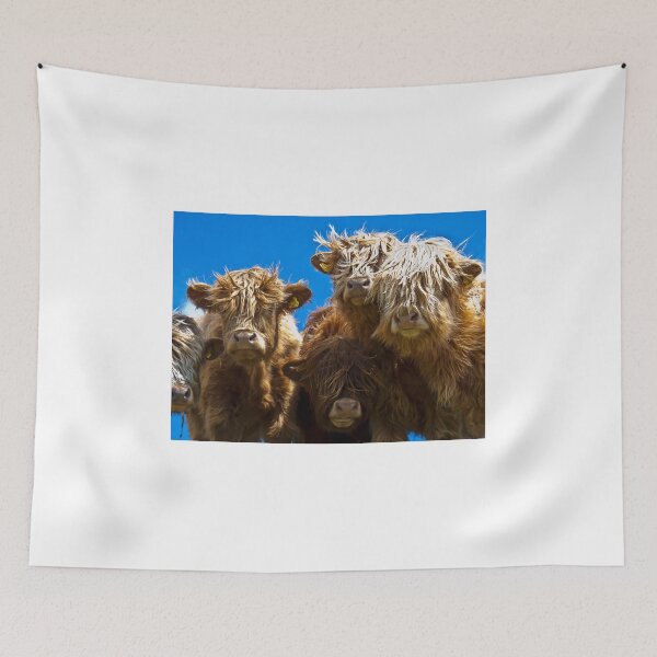 Item preview, Friendly curious highland cattle designed and sold by GrahamCSmith.