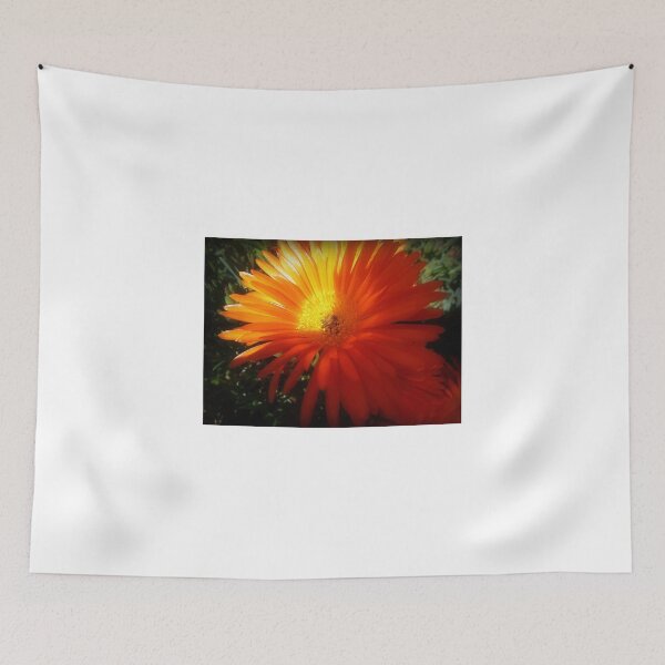 Item preview, Succulent - Common Orange Pigface in Garden designed and sold by EdsMum.