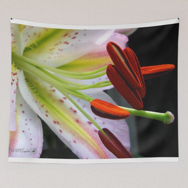 Item preview, Oriental Lily Hybrid named Mojave designed and sold by JMcCombie.