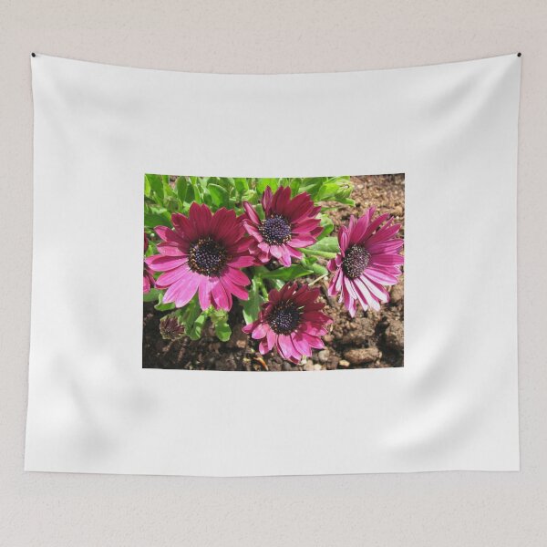 Item preview, Cute Quartet of Cape Daisies designed and sold by MidnightMelody.