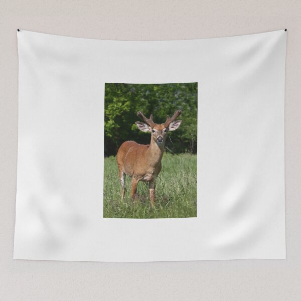 Item preview, Velvety Buck - White-tailed deer designed and sold by James Cumming.