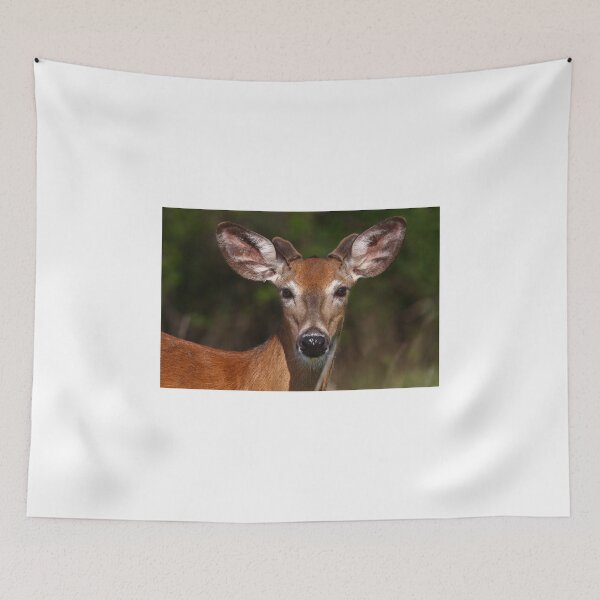 Item preview, Young spring buck - White-tailed deer designed and sold by James Cumming.