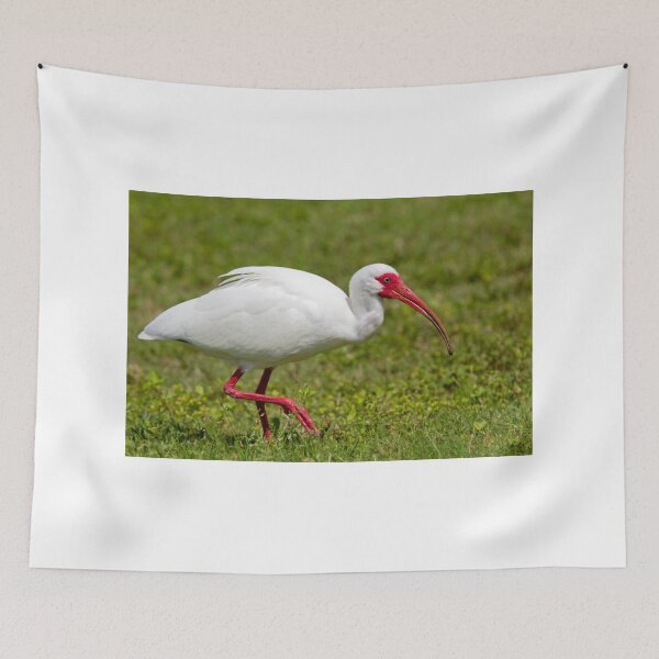 Item preview, Ibis up close designed and sold by James Cumming.