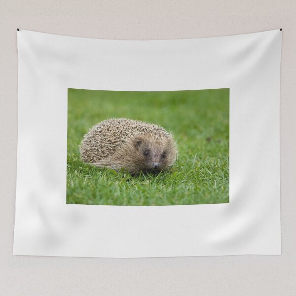 Item preview, Hedgehog designed and sold by Sue Robinson.