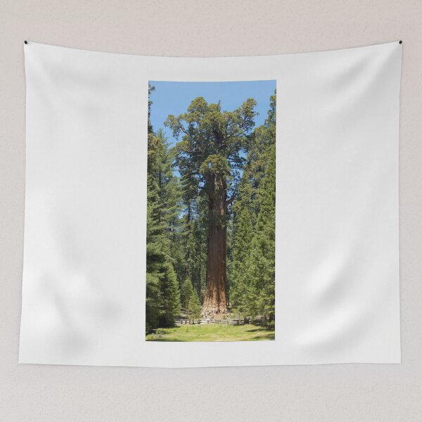 Item preview, The Largest Tree in the World - GigaPan designed and sold by Stephen Beattie.