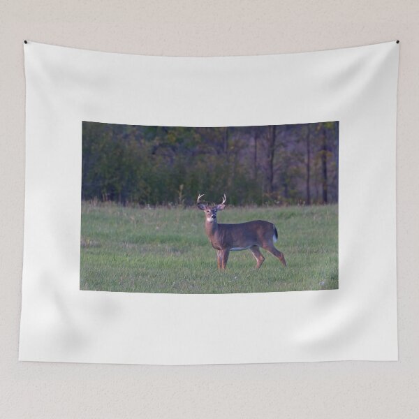 Item preview, September Deer - White-tailed deer designed and sold by James Cumming.
