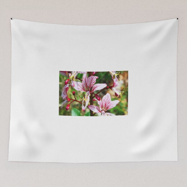 Item preview, Lycoris, Peppermint Surprise Lily (Lycoris incarnata) designed and sold by Sunil Bhardwaj.