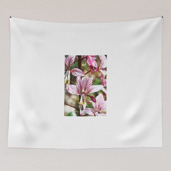 Item preview, Lycoris, Peppermint Surprise Lily (Lycoris incarnata) designed and sold by Sunil Bhardwaj.