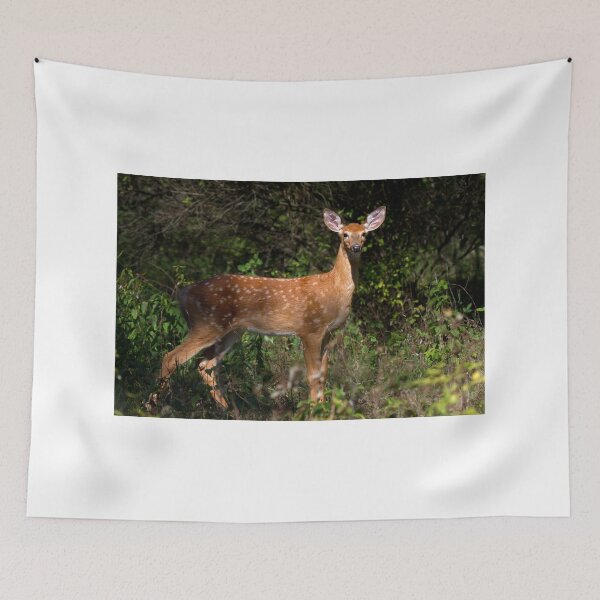 Item preview, Fawn Times - White-tailed deer designed and sold by James Cumming.
