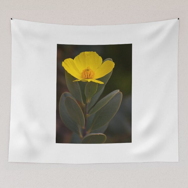 Item preview, Bush poppy- Santa Cruz arboretum designed and sold by David Chesluk.