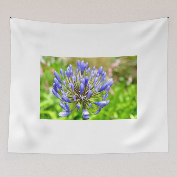 Item preview, Agapanthus  - Lyme, Dorset. Uk designed and sold by lynn carter.