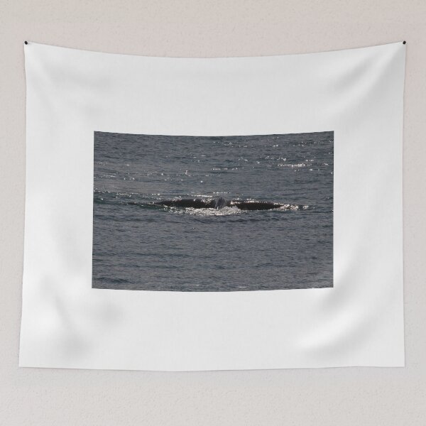 Item preview, Victor Harbor Southern Right Whales Pt.5 designed and sold by Stuart Daddow Photography.