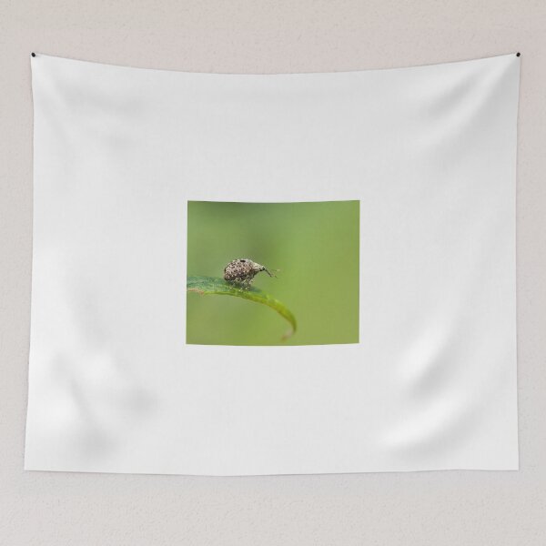 Item preview, Weevil Cionus hortulanus designed and sold by Sue Robinson.