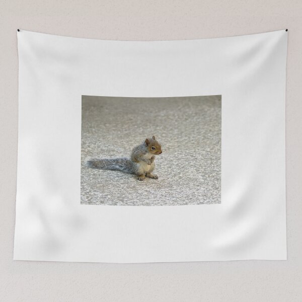 Item preview, Baby Grey Squirrel designed and sold by Sue Robinson.