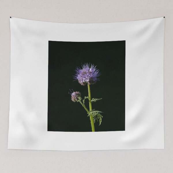 Item preview, Phacelia tanacetifolia Wild flower  designed and sold by Sue Robinson.