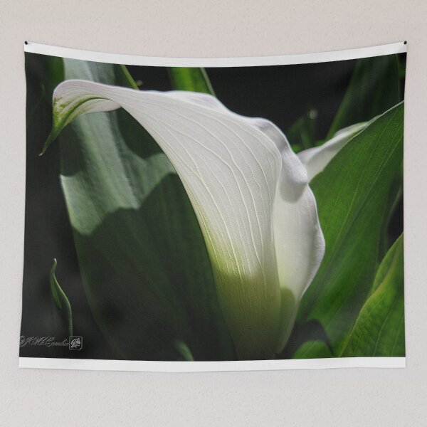 Item preview, Zantedeschia named Crystal Blush designed and sold by JMcCombie.