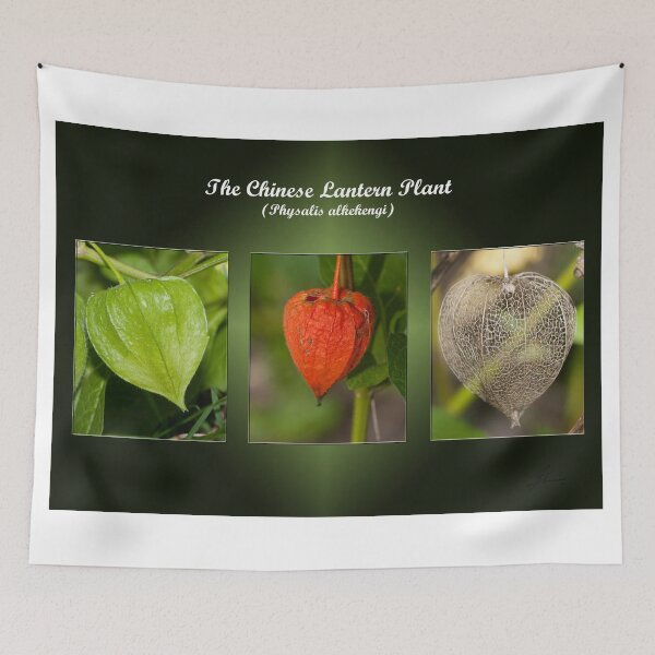 Item preview, The Chinese Lantern Plant designed and sold by DigitallyStill.
