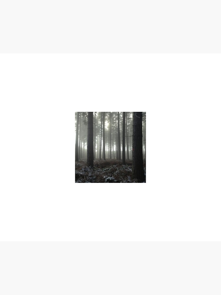 Sherwood Forest by robsteadman