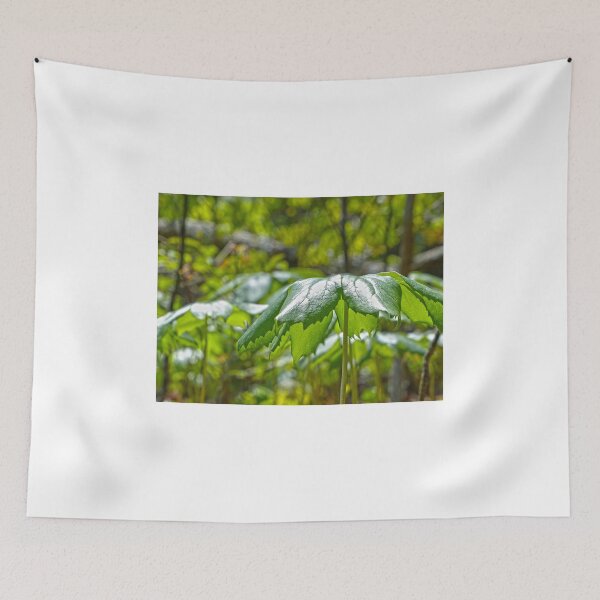 Item preview, Mayapple designed and sold by Frankie Cat Photography.
