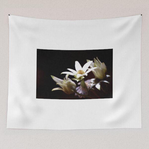 Item preview, North Head Manly - Flannel Flowers in colour designed and sold by miroslava.