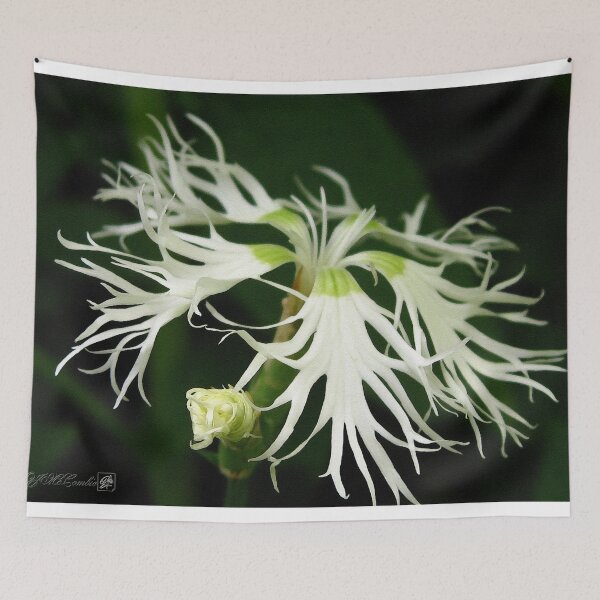 Item preview, Dianthus Superbus - White designed and sold by JMcCombie.