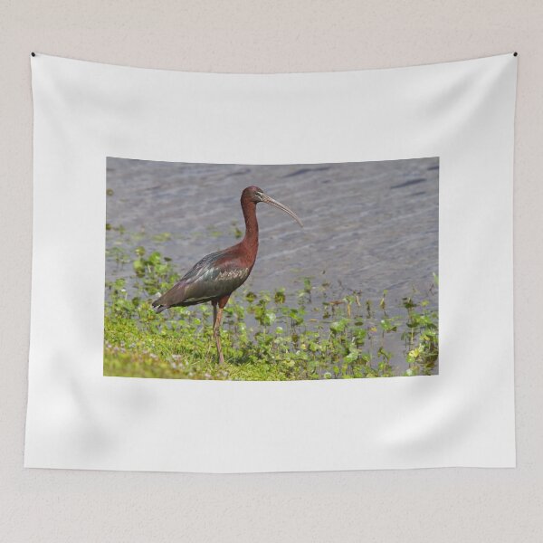 Item preview, Glossy Ibis designed and sold by James Cumming.