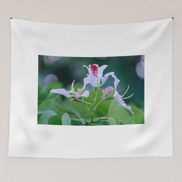 Item preview, Bauhinia Monandra (Pink Orchid Tree) Flower Cluster designed and sold by Kerryn Madsen-Pietsch.