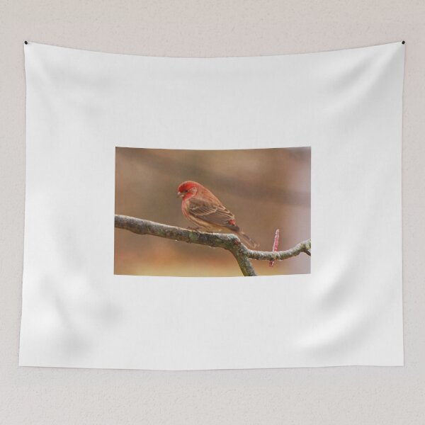 Item preview, House Finch designed and sold by mcstory.