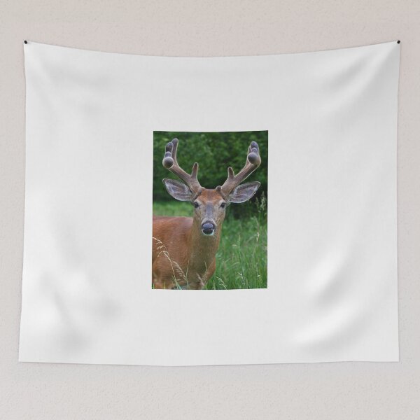 Item preview, Big Antler Buck - White-tailed deer designed and sold by James Cumming.