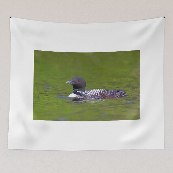 Item preview, Common Loon with chick designed and sold by James Cumming.