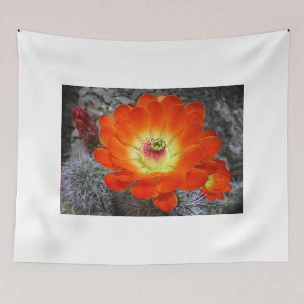 Item preview, Hedgehog Cactus Flames  designed and sold by Robert Meyers-Lussier.