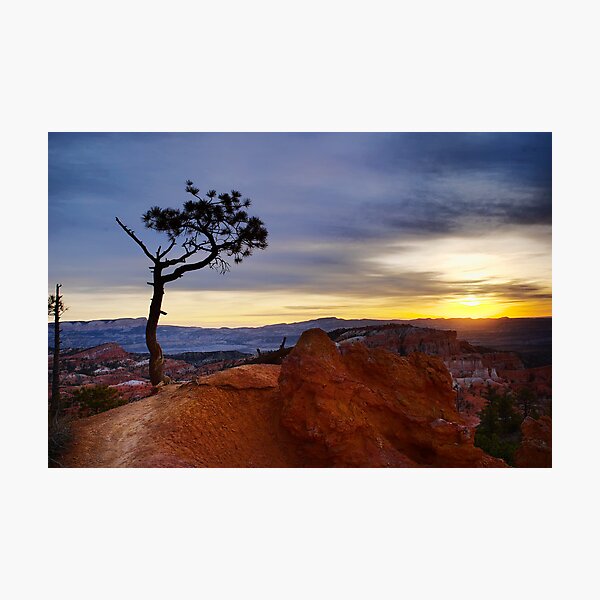 Item preview, Bristlecone Pine silhouette against blue golden morning sky at Bryce, Utah designed and sold by Soumya Mitra.